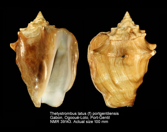 Thetystrombus latus (f) portgentilensis.jpg - Thetystrombus latus (f) portgentilensis (Bernard,1984)